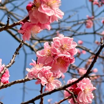 🌸もうちょっと、もうちょっとだけ〰︎
とお花眺めてるので時間がどんどん経過💦