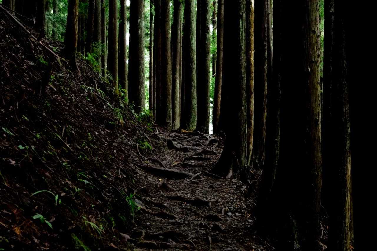 小雲取山-五十人平野営場管理小屋-堂所-小袖登山口 縦走コースの写真