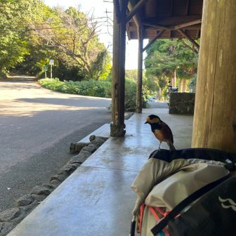 2回目行く前に、ヤマガラさん🐧