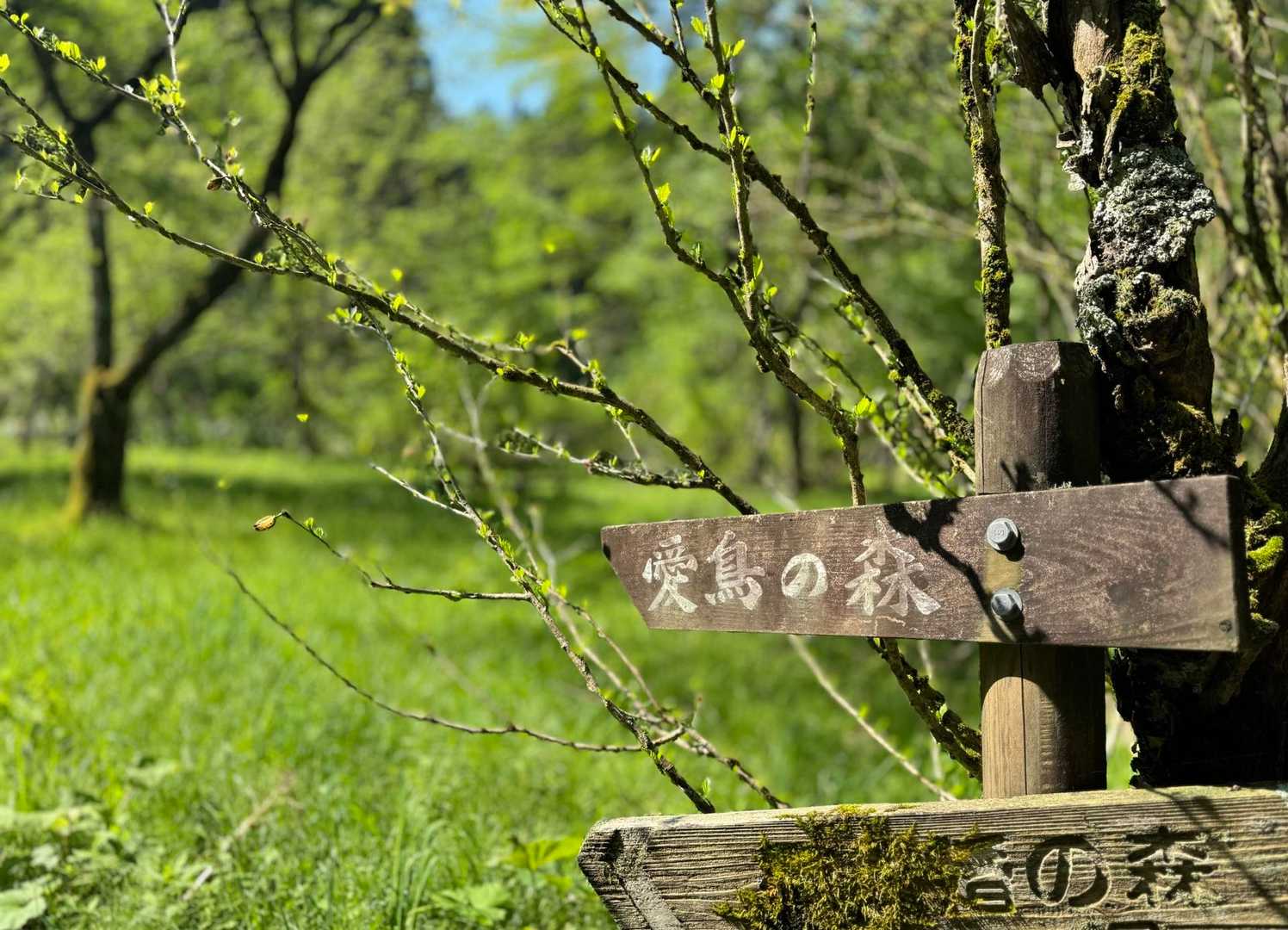 小鳥が囀る、囀る𓅪𓅪𓅪🎶