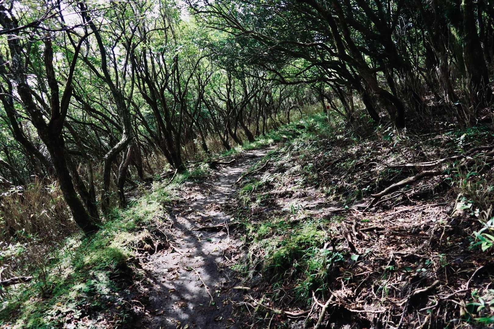明るいけど木陰が多くて気持ちいい道