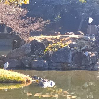 池の鳥もなんか絵になる。