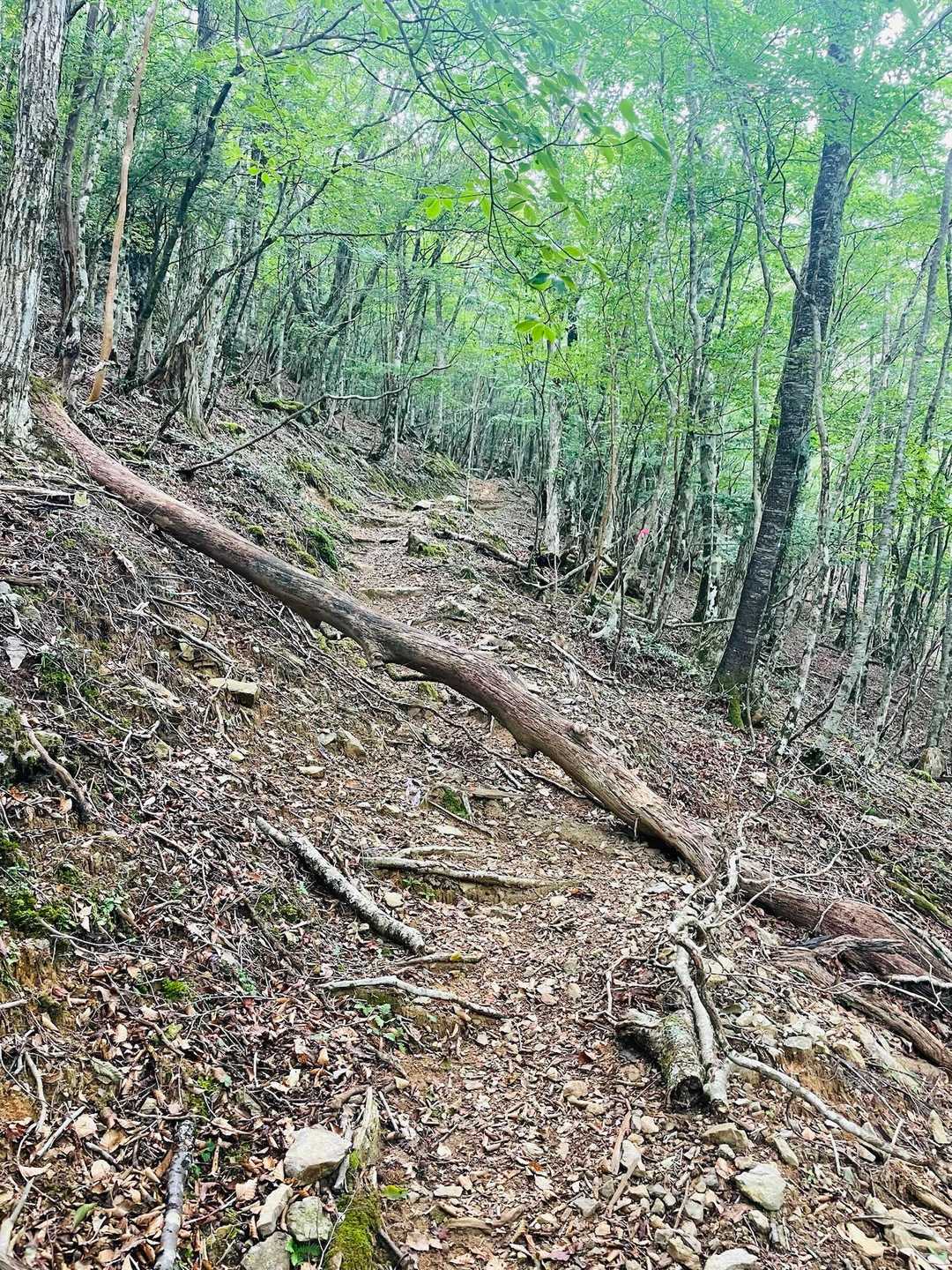 とりあえず、熊🐻を警戒しながら…