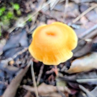 🍄‍🟫