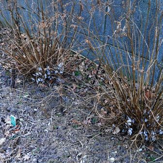 あちゃー
これじゃ山頂付近も見込み無しか？😨