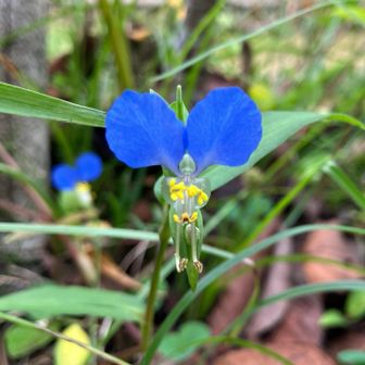 さっそく色んな花々がお出迎え。