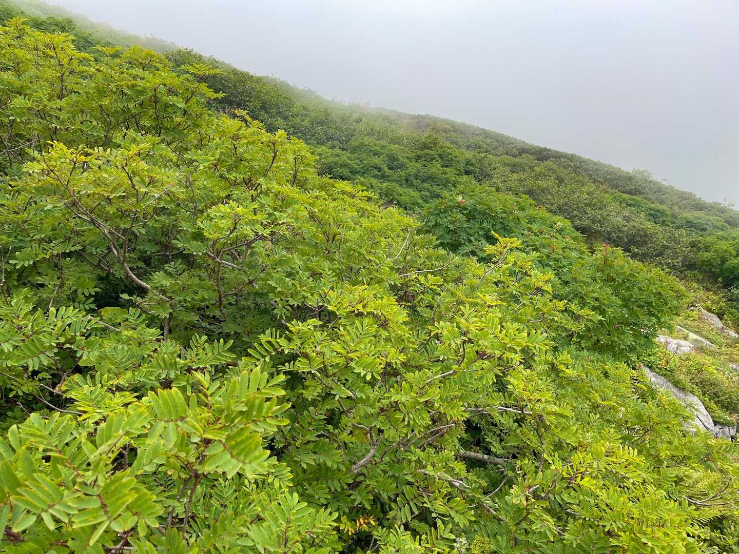 紅葉はまだまだですね
ナナカマドが少しだけ黄色くなってました