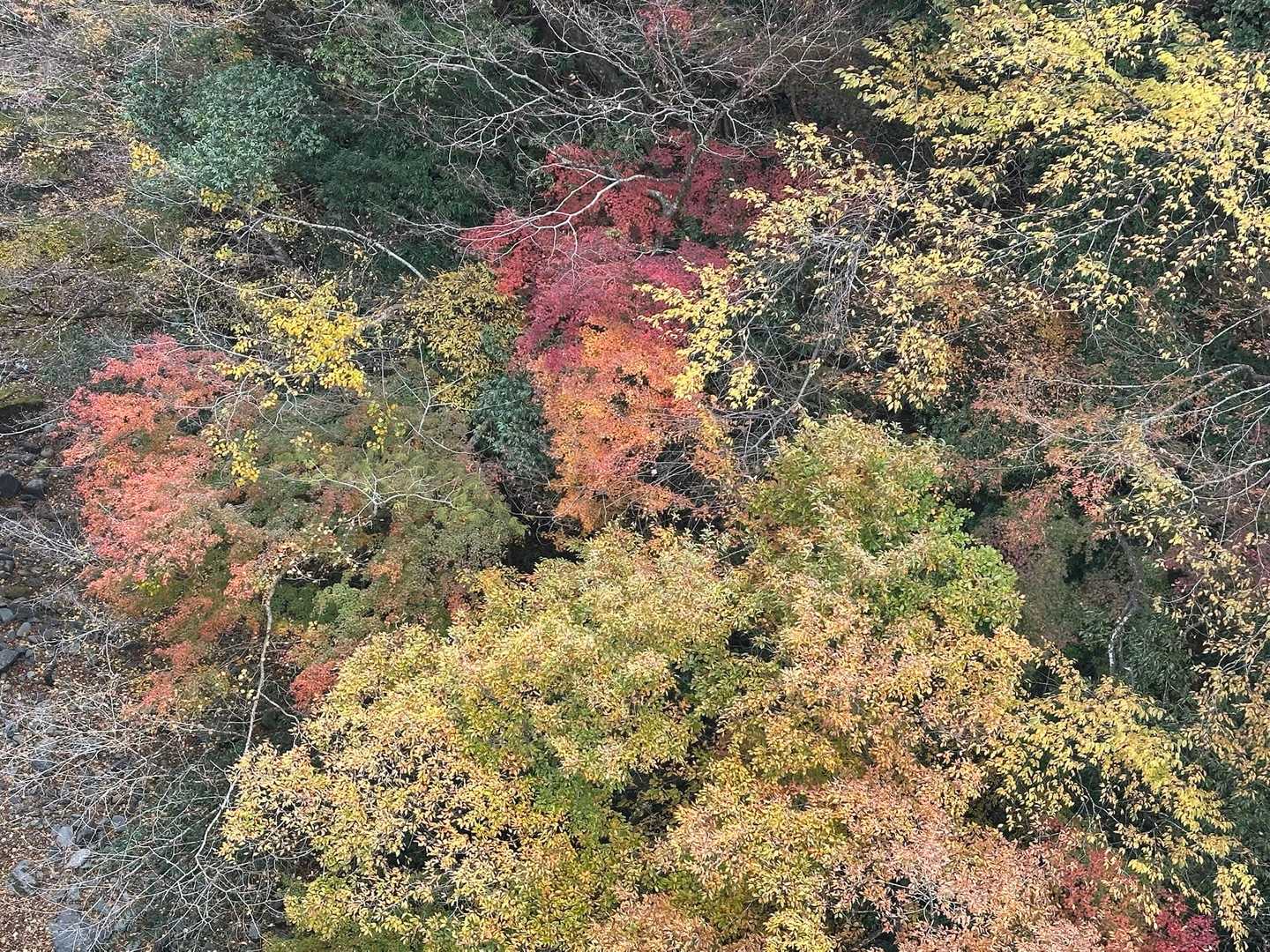 大室山 往復コースの写真