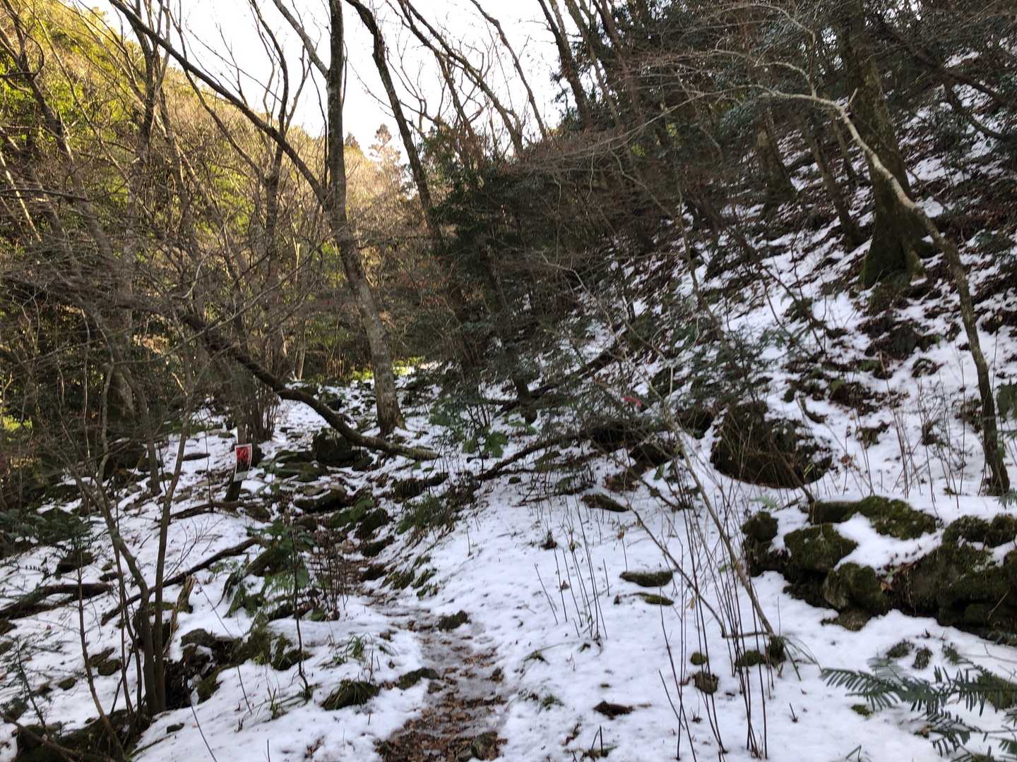 矢筈峠-脊振山 往復コースの写真