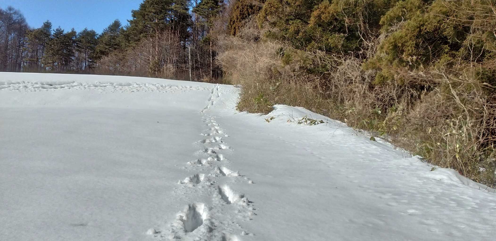 私の足跡です。脛くらいまで沈みます。
