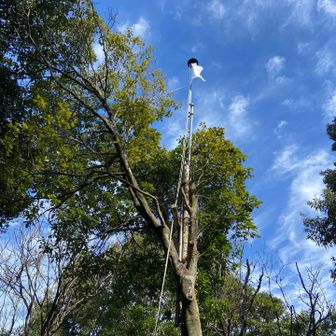 白旗が立っている