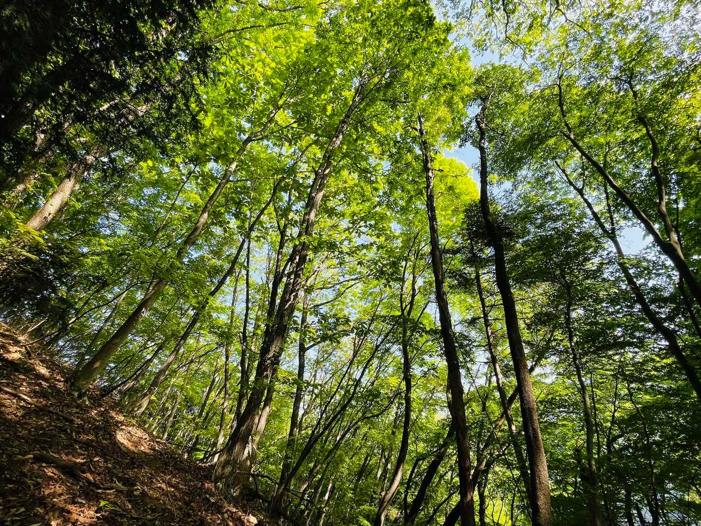 杉の樹林帯を抜けると眩しいグリーンシャワー✨