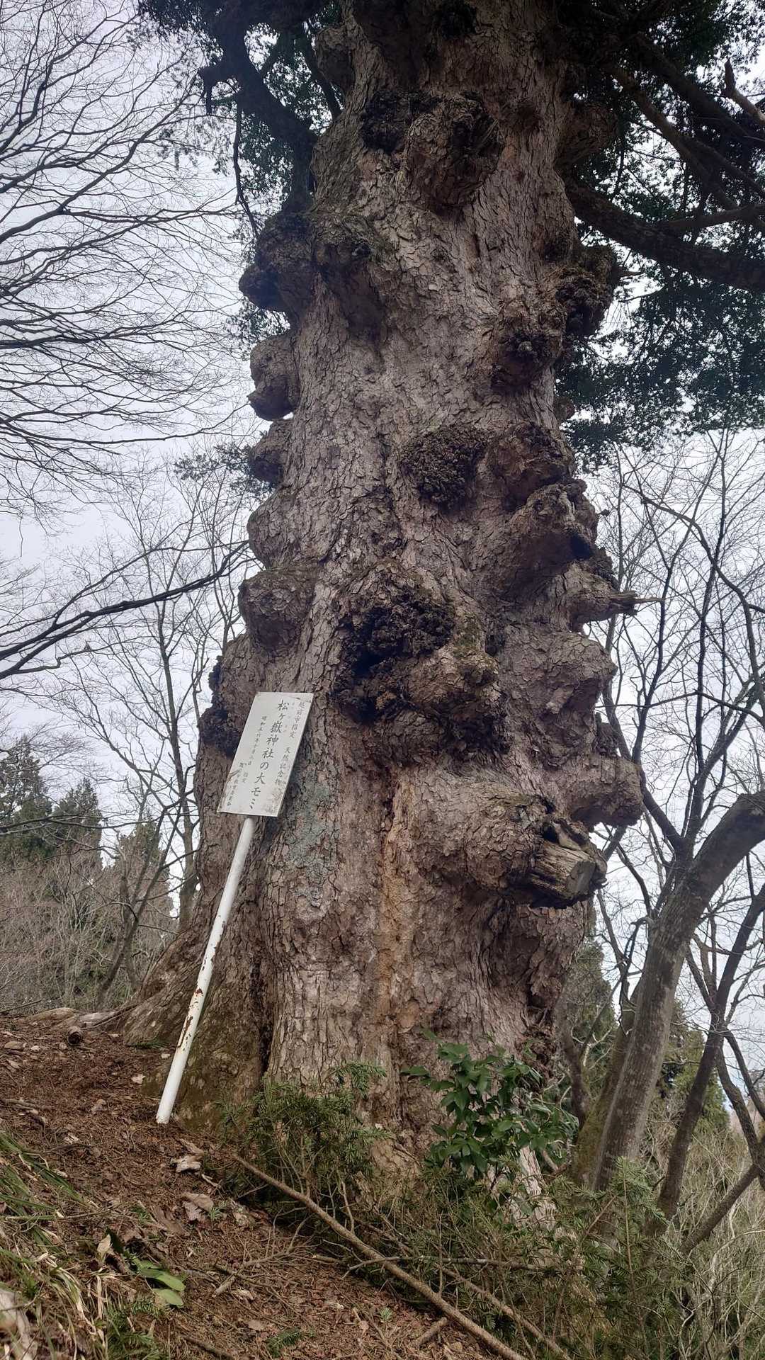 権現山 周回コースの写真