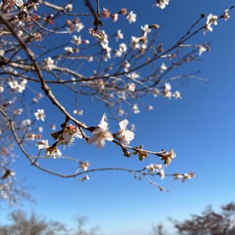 青空に桜が映えます😃