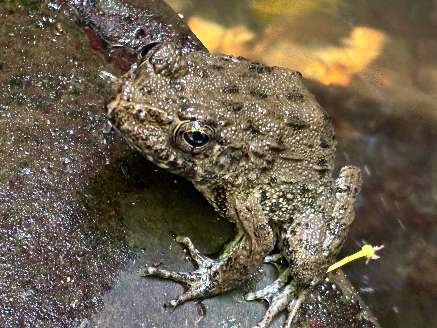 ツチガエル🐸？
ヌマガエル🐸？