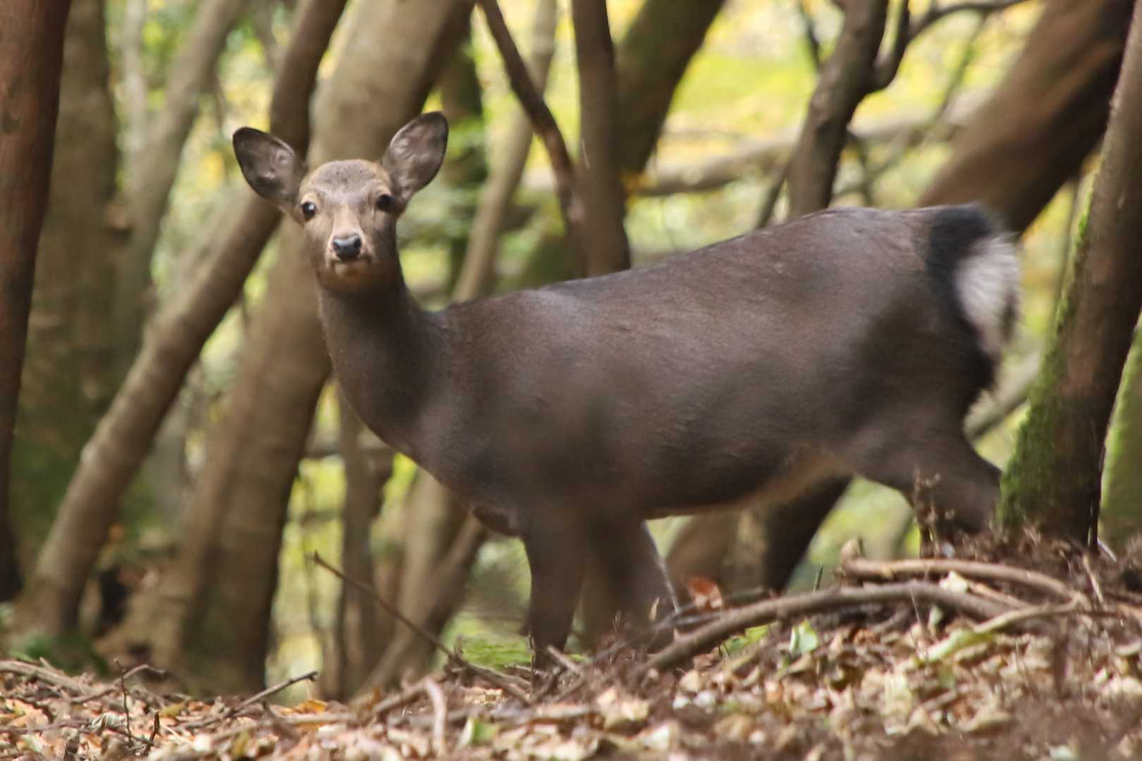 屏山-古処山 周回コースの写真