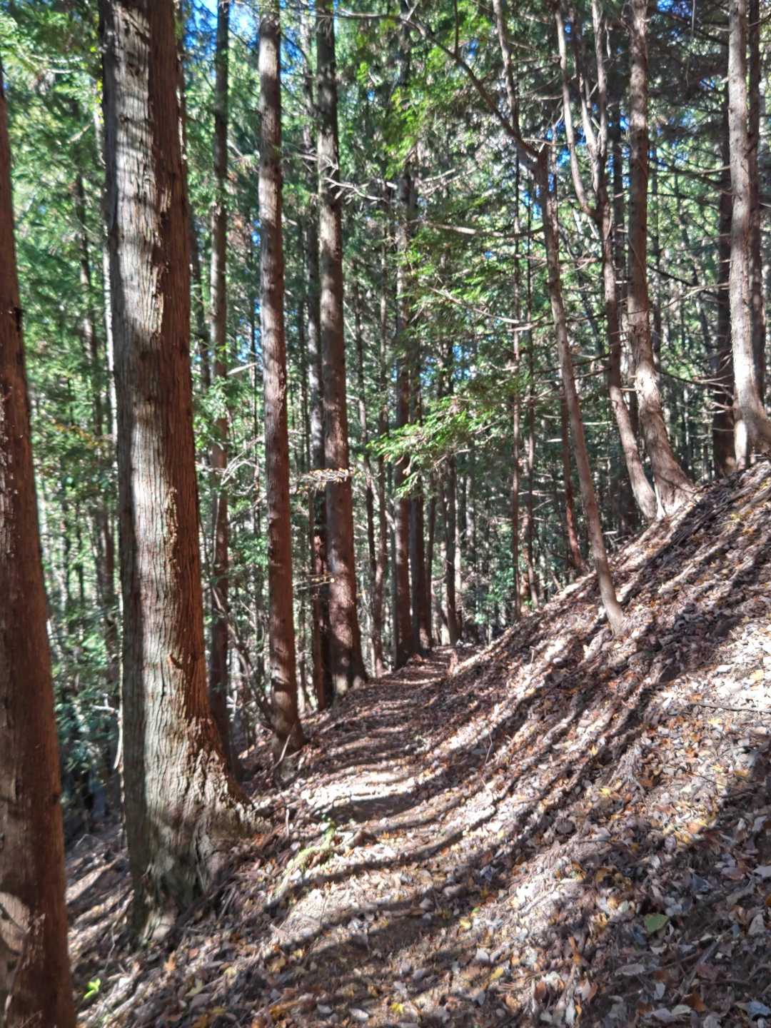 落ち葉もなく、緩やかな道🚶‍♀️🎶