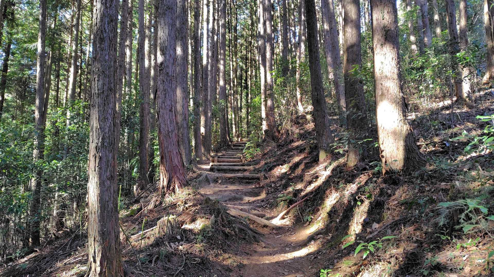 歩きやすいです…