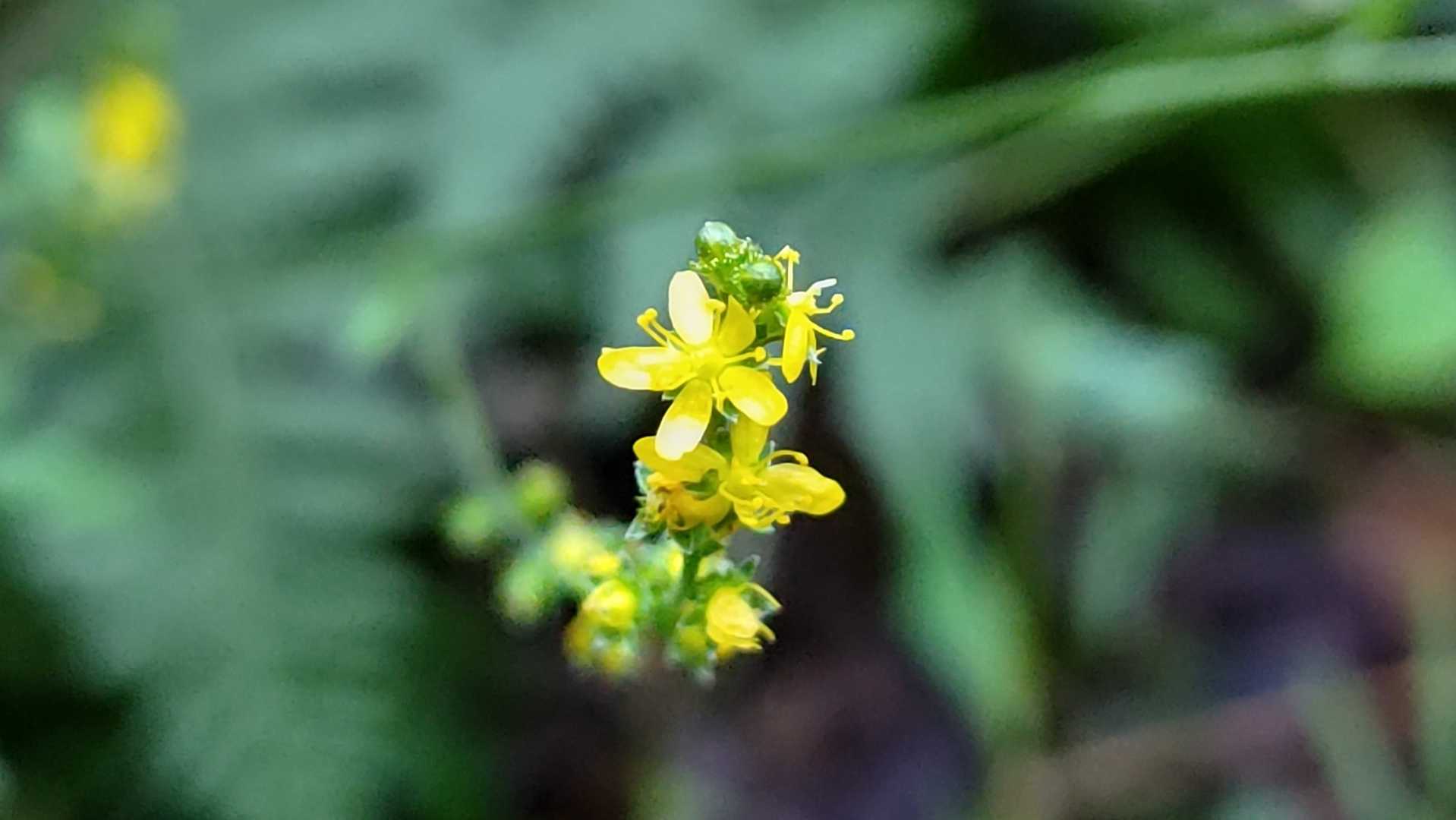 可愛い🌼