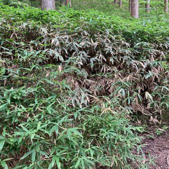 保古山を目指して、大ササの薮を強引に入ります。