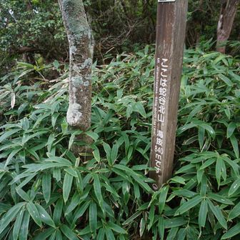 山頂はササの中