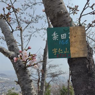 桜が咲き始めていた。