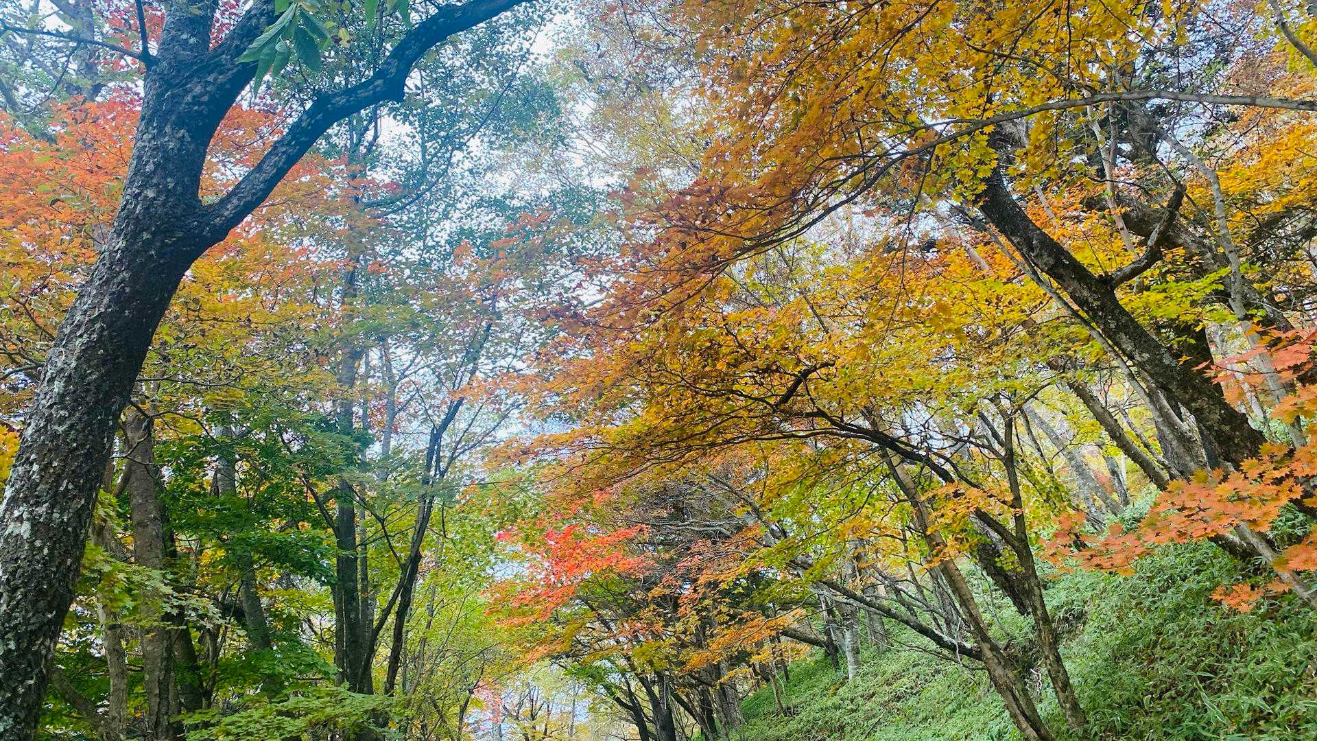 紅葉🍁⠜のアーチ🥰