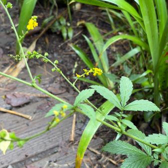 ここから秋のお花特集…と言いたいところですが…いつもの如く…名前は一つも分かりません…涙