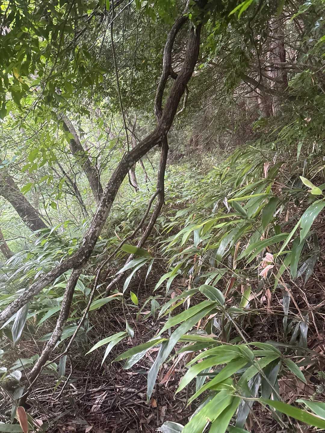 所々に藪🌱🌱🌱はあります。