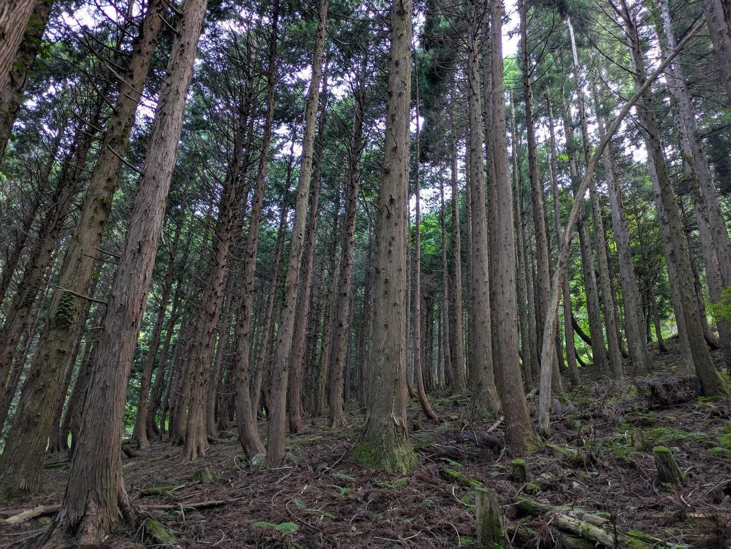 踏み跡ばかりに気を取られ　杉林の中
おしゃべりに夢中になってルートミス　😖