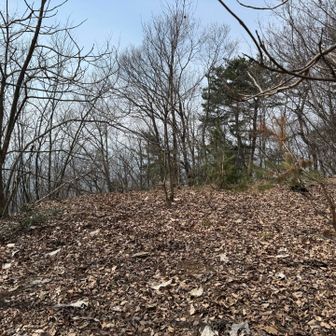 この辺りが山頂かな？戻ります