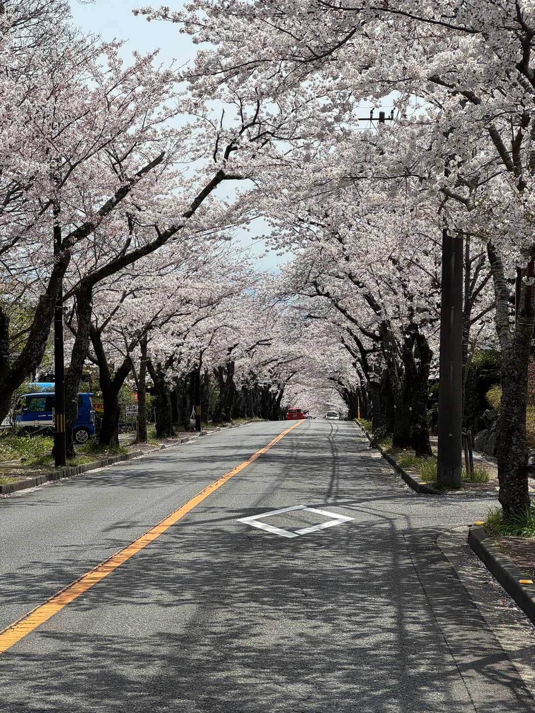 【フラット登山】一碧湖から別荘地を歩いて伊豆さくらの里への写真