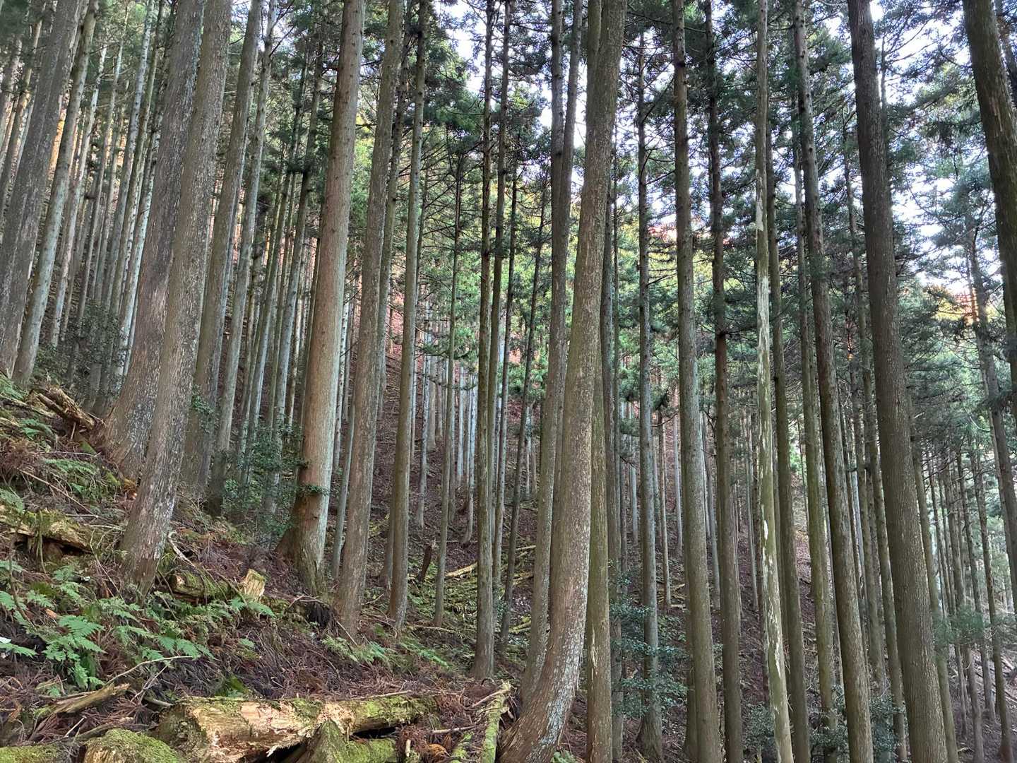 椿大神社バス停-入道ヶ岳北尾根コース登山口-入道ヶ岳 縦走コースの写真