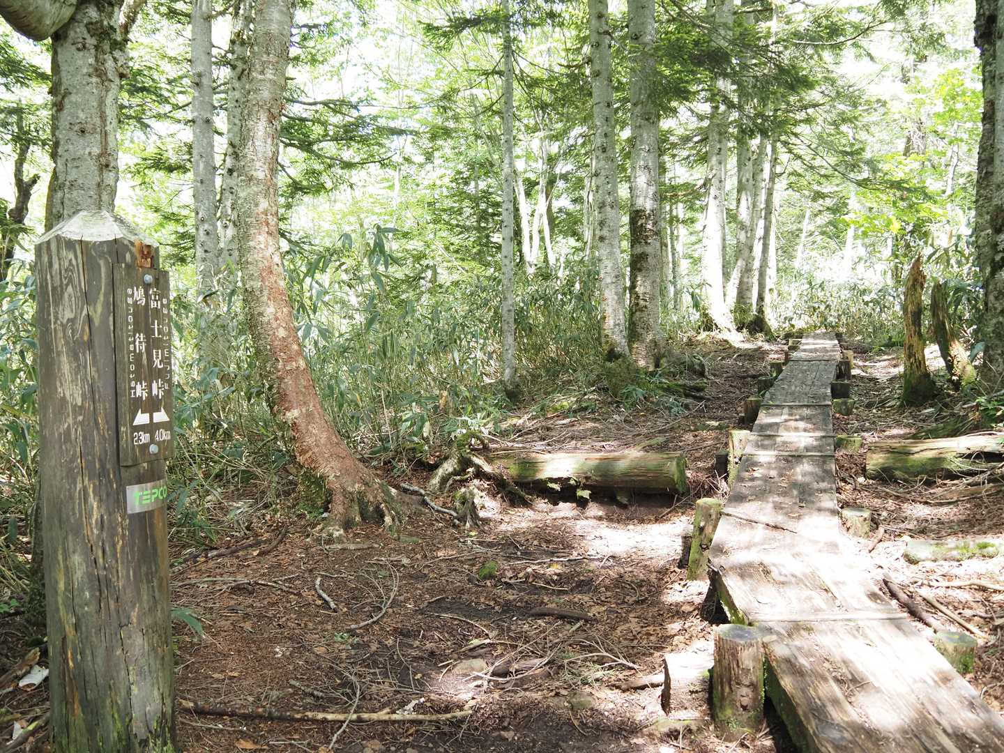 鳩待峠-横田代-中原山-アヤメ平-富士見小屋跡 往復コースの写真