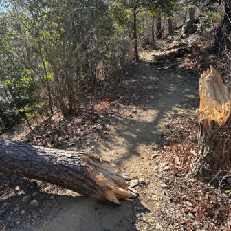これは、自然な出来事なのか。
5年前の山火事の影響がいまだにあるのか？