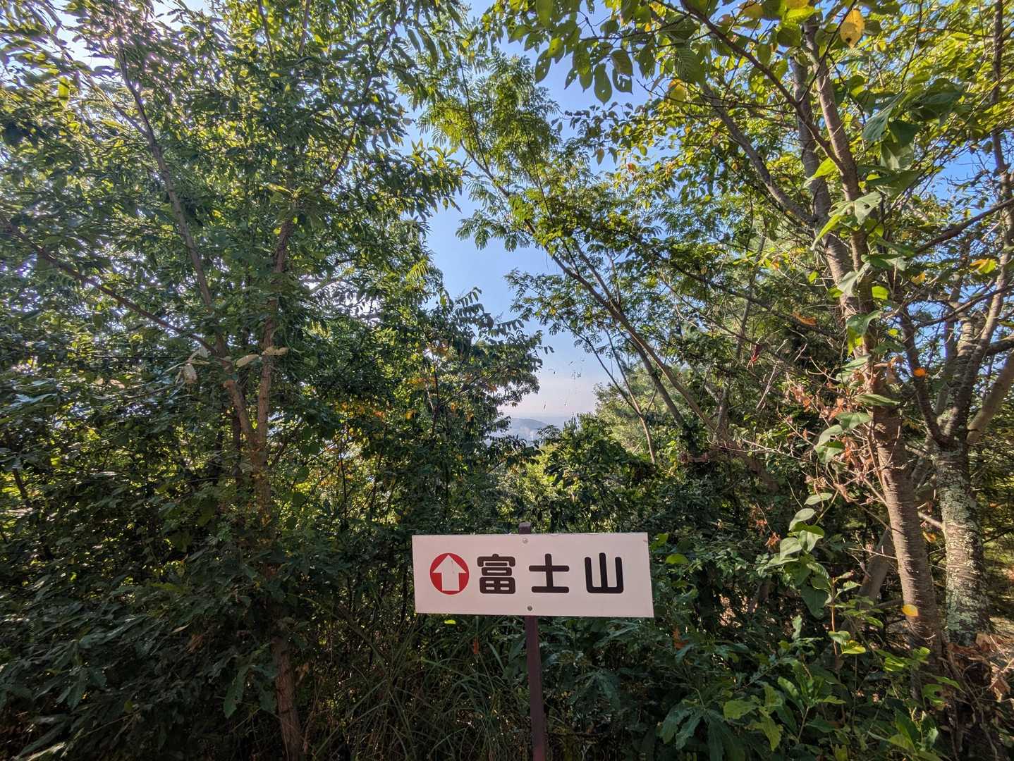 木、ボーボーで富士山なんぞ見えやしない😅