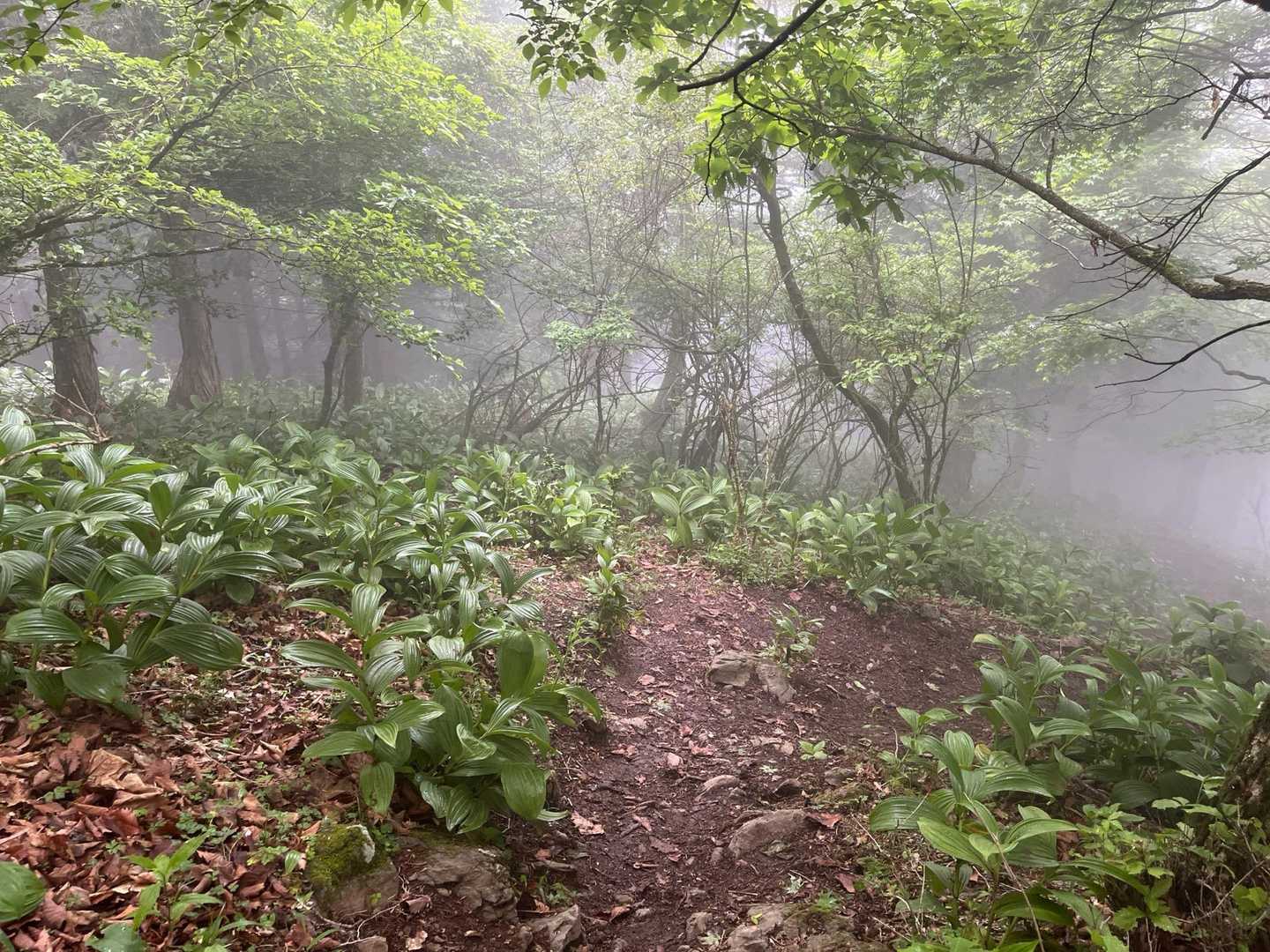 武甲山 周回コースの写真