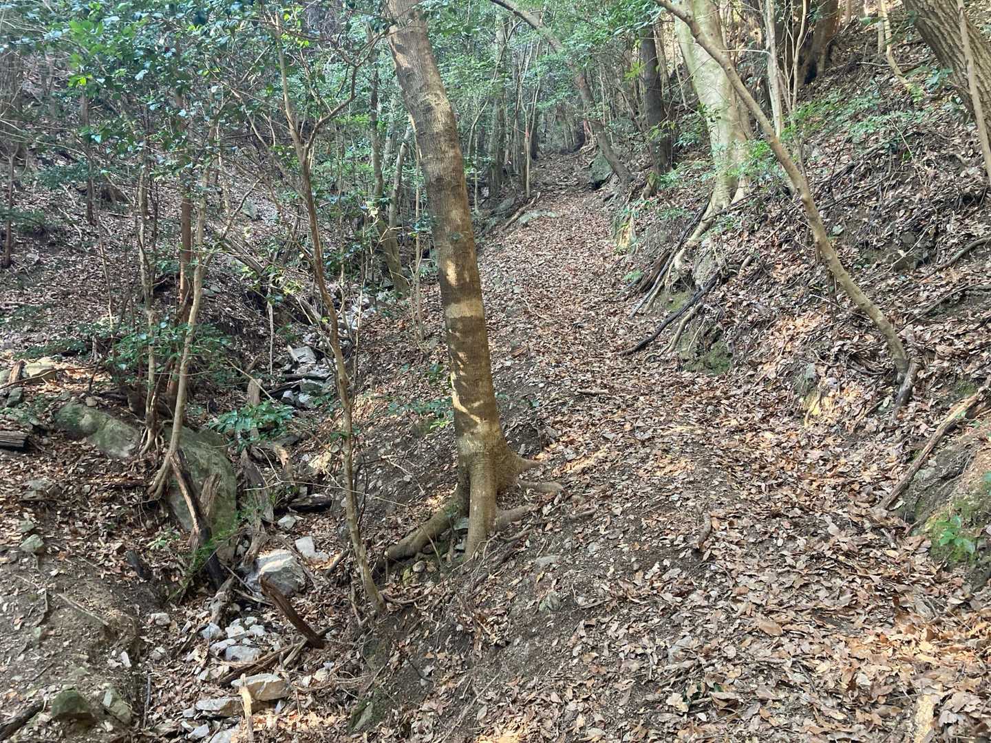 サエガ峠-遠岳山 往復コースの写真