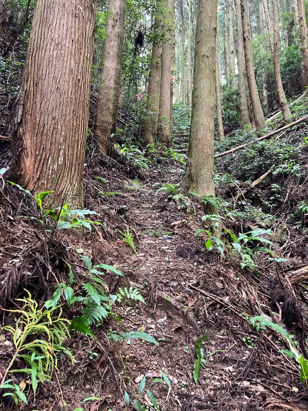 鳥帽子形山 往復コースの写真