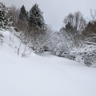 昨夜の降雪でトレースは、ほぼ消えています😅