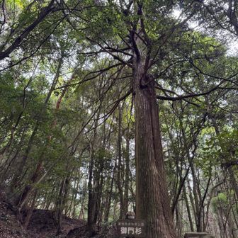 御門杉🌲からお邪魔します😌