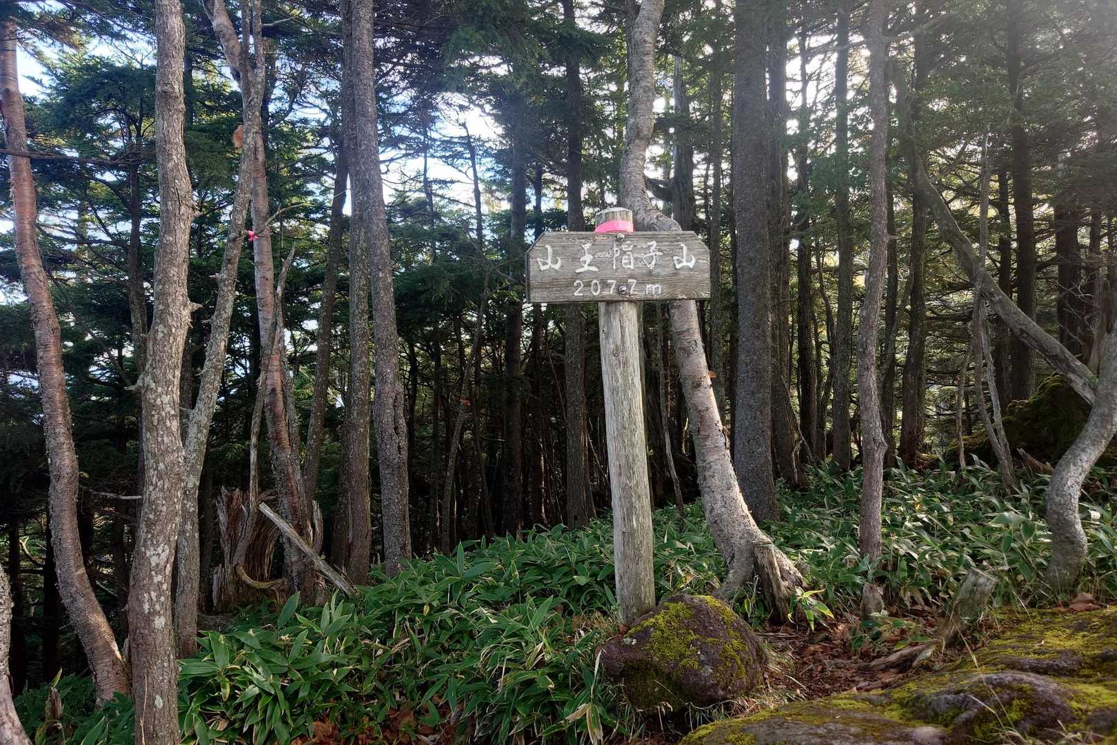 太郎山登山口-山王帽子山-太郎山 往復コースの写真
