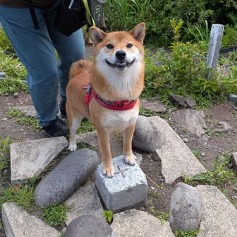🐶これでど〜だ？！😤
…と言っているかのよう。