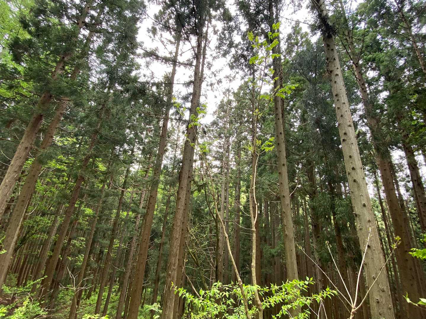 タラの芽を探してうろうろ
