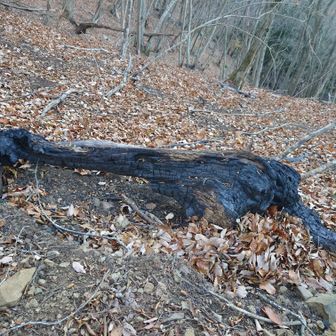 ２年前の山火事の痕跡が所々で。。