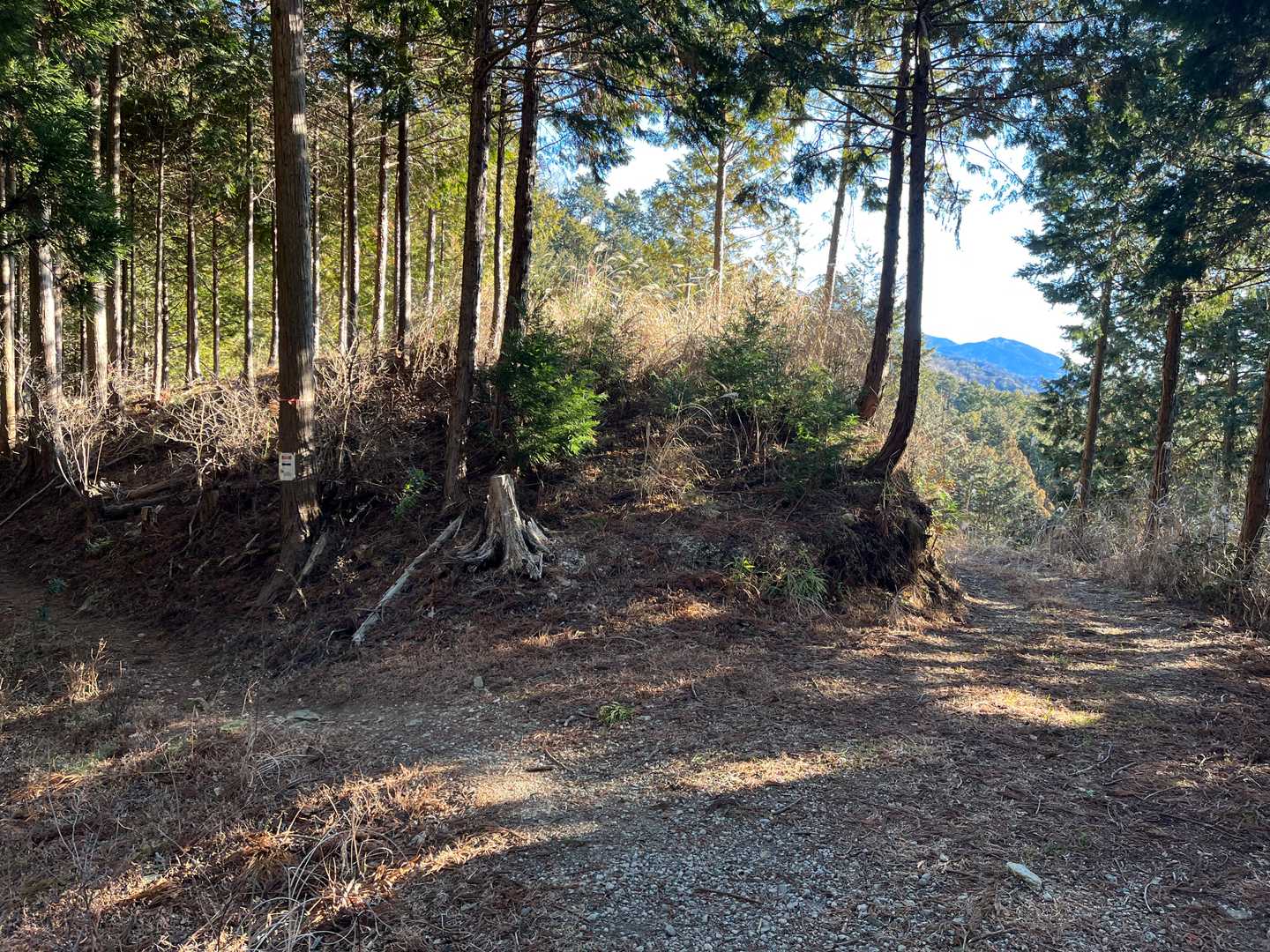 少し戸惑いましたが左に「登山道」の案内あり