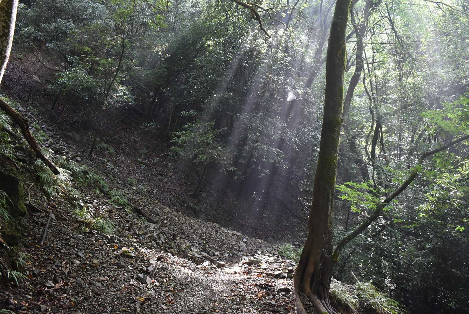 渓谷を渡って山頂カフェへ、能勢妙見山の周回の写真