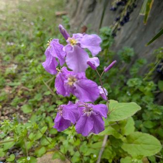 私は登山道を〜ムラサキハナナ💜