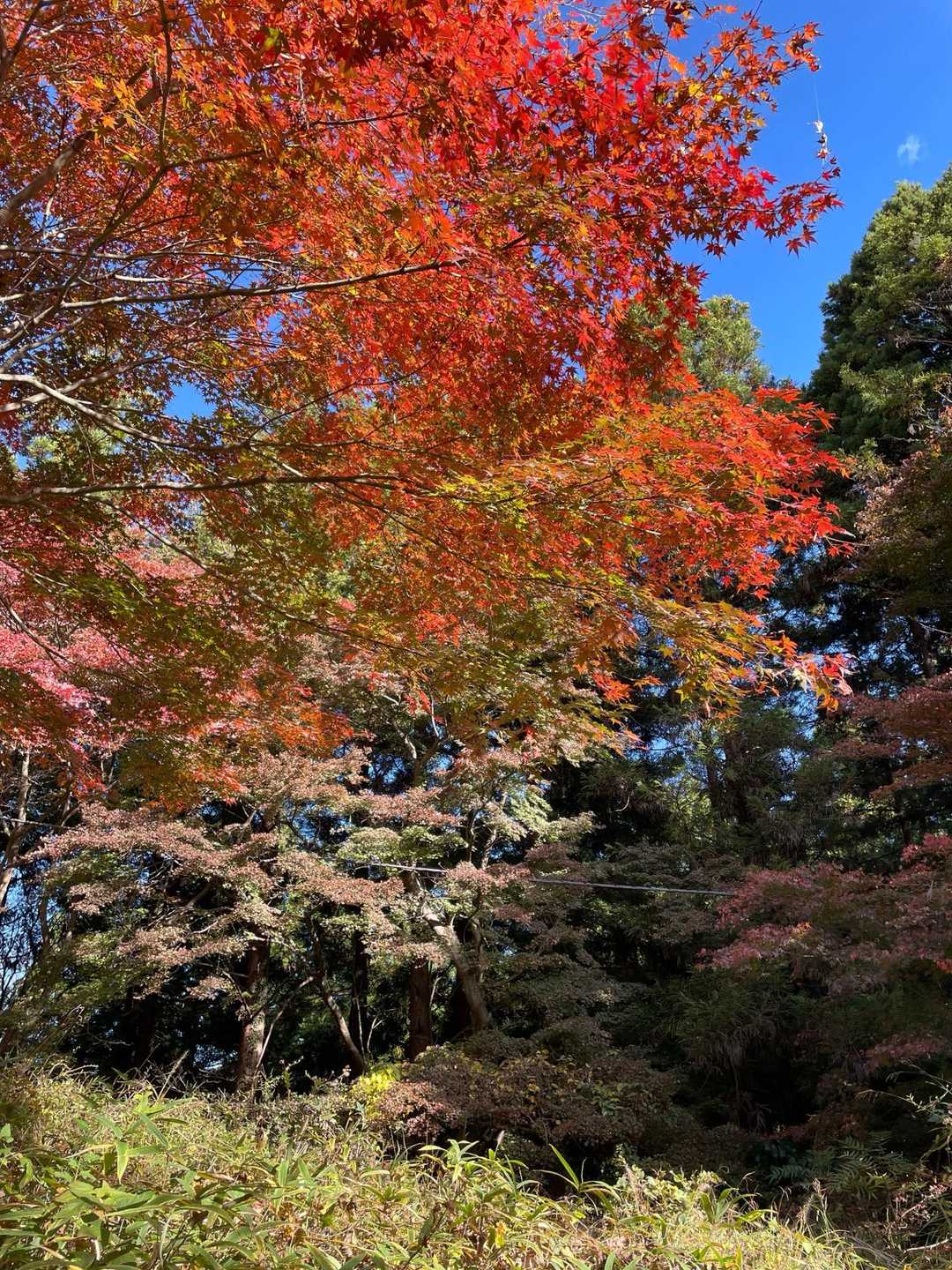 🍁