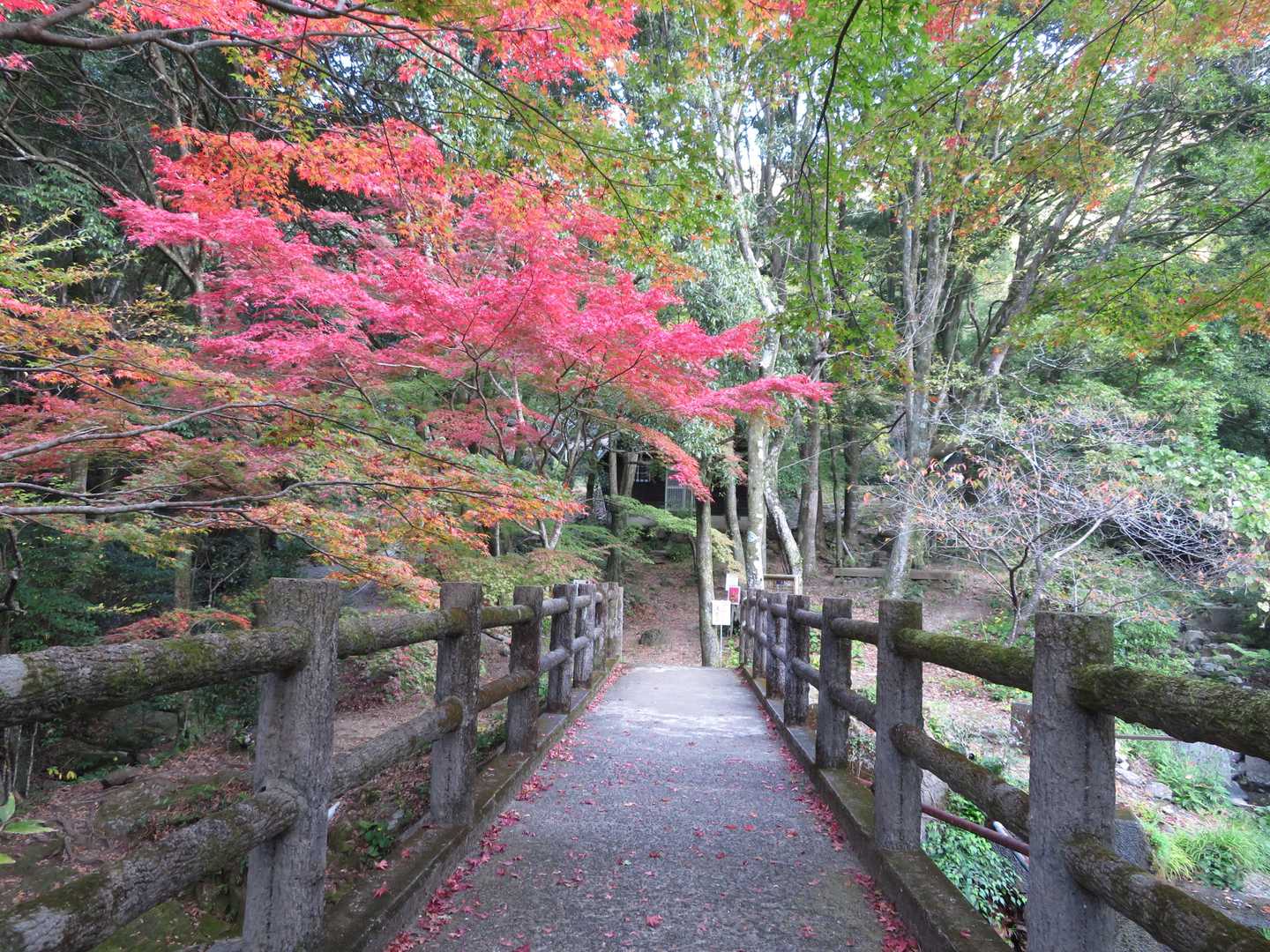 この橋を渡って、青牧峠、青螺山経由の周回コースで、黒髪山に向かいます。